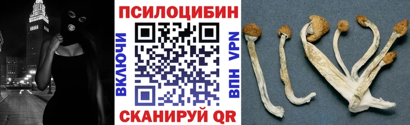 Псилоцибиновые грибы Psilocybe Новоульяновск